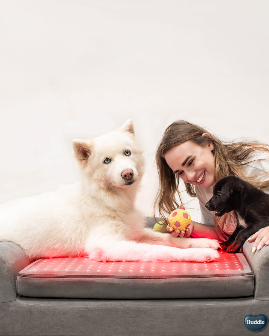 Dog on red light therapy mat