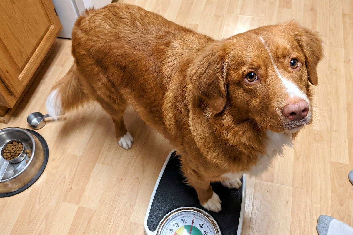 Dog being weighed at home for healthy weight management