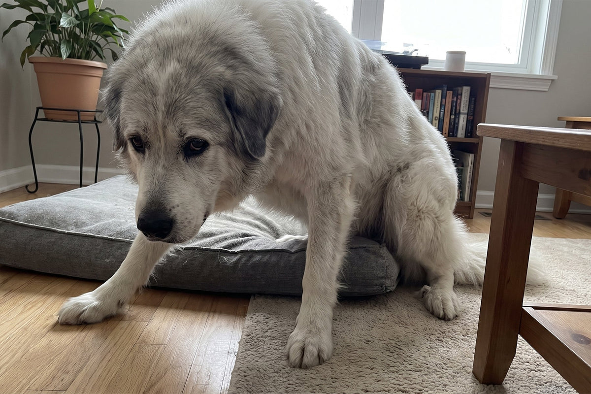 Senior dog struggling to stand with signs of joint pain