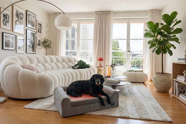 Gentle Senior Dog Care: Supporting Comfort and Mobility with Non-Invasive Therapies