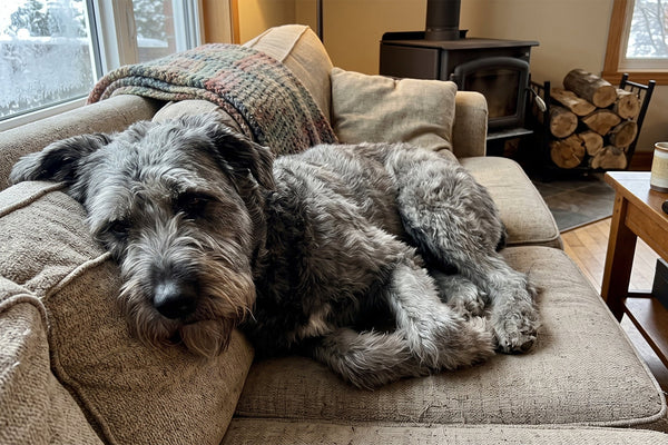 At-Home Pain Relief for Dogs