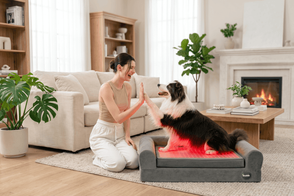 Preventive Care for Dogs: Building Better Joint Health Before Problems Begin