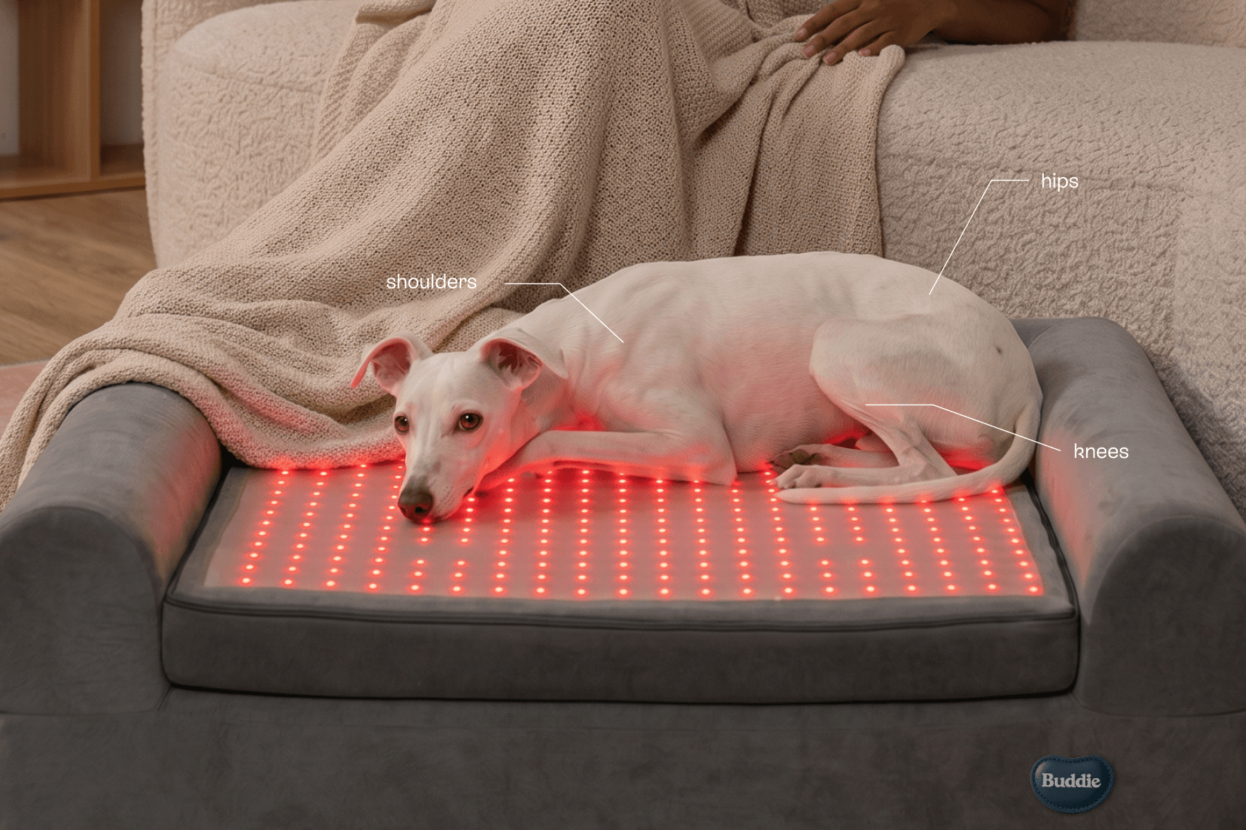 Buddie Therapy red light therapy device for pets mattress with an illuminated LED grid supporting a resting dog's joints.