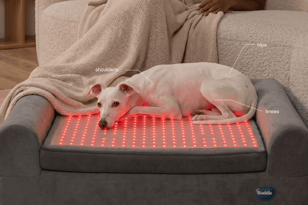 Why Standard Red Light Therapy for Pets Is Not Enough for Joint and Muscle Care