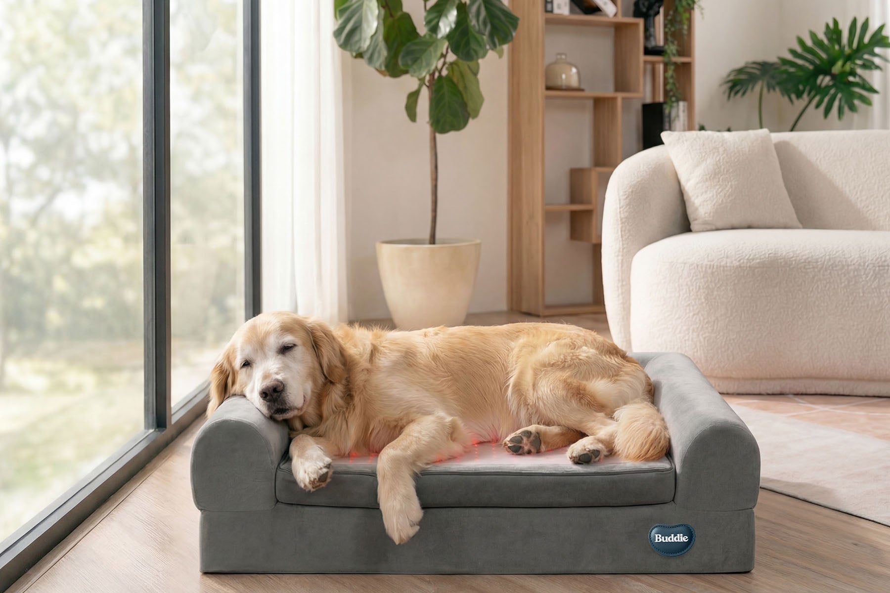 An elderly Golden Retriever sleeping comfortably on a Buddie red light therapy pet bed to relieve arthritis and joint pain