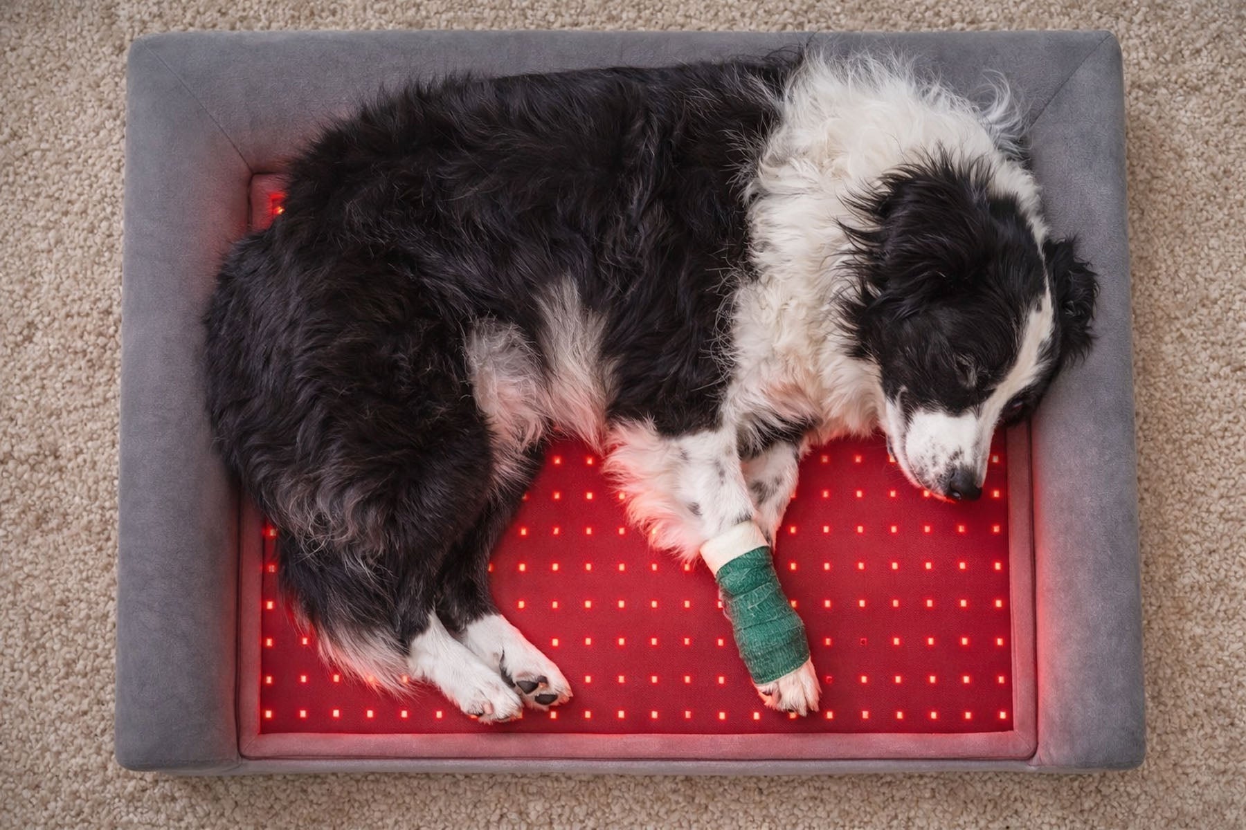 Top view of a Border Collie with a bandaged paw sleeping on an active red light therapy pet bed to speed up healing and recovery