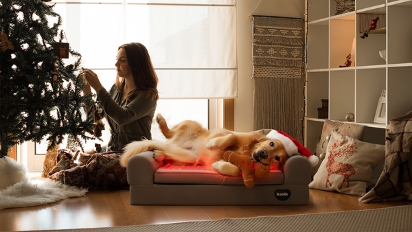 Beddie™: A Purposeful Holiday Gift for Dog Owners