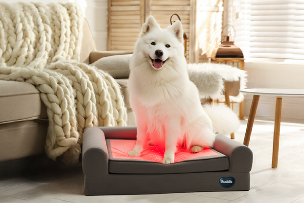 Winter Joint Stiffness in Dogs: Why December Is the Best Time to Start Light Therapy
