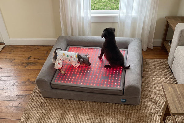 The Ultimate New Dog Checklist: How to Prepare For a New Dog