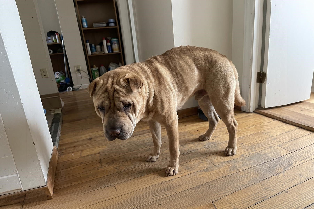 Tan Shar Pei standing in a hallway with a tense, hunched posture and lowered head.