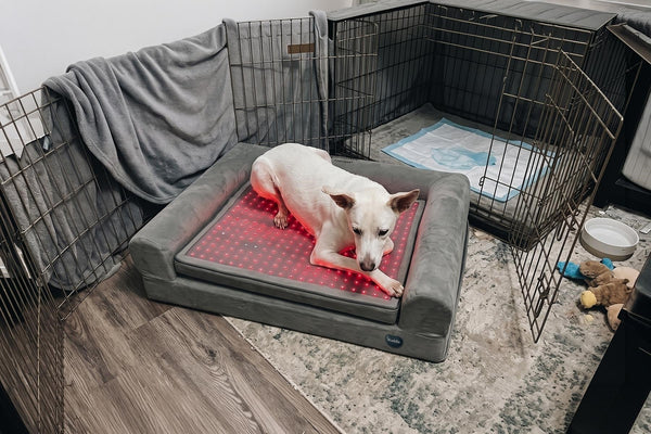 At-Home Care for Mild IVDD in Dogs