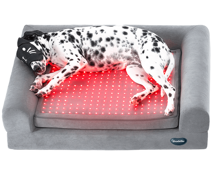 Buddie Pet therapy soothes aching joints, reduces inflammation