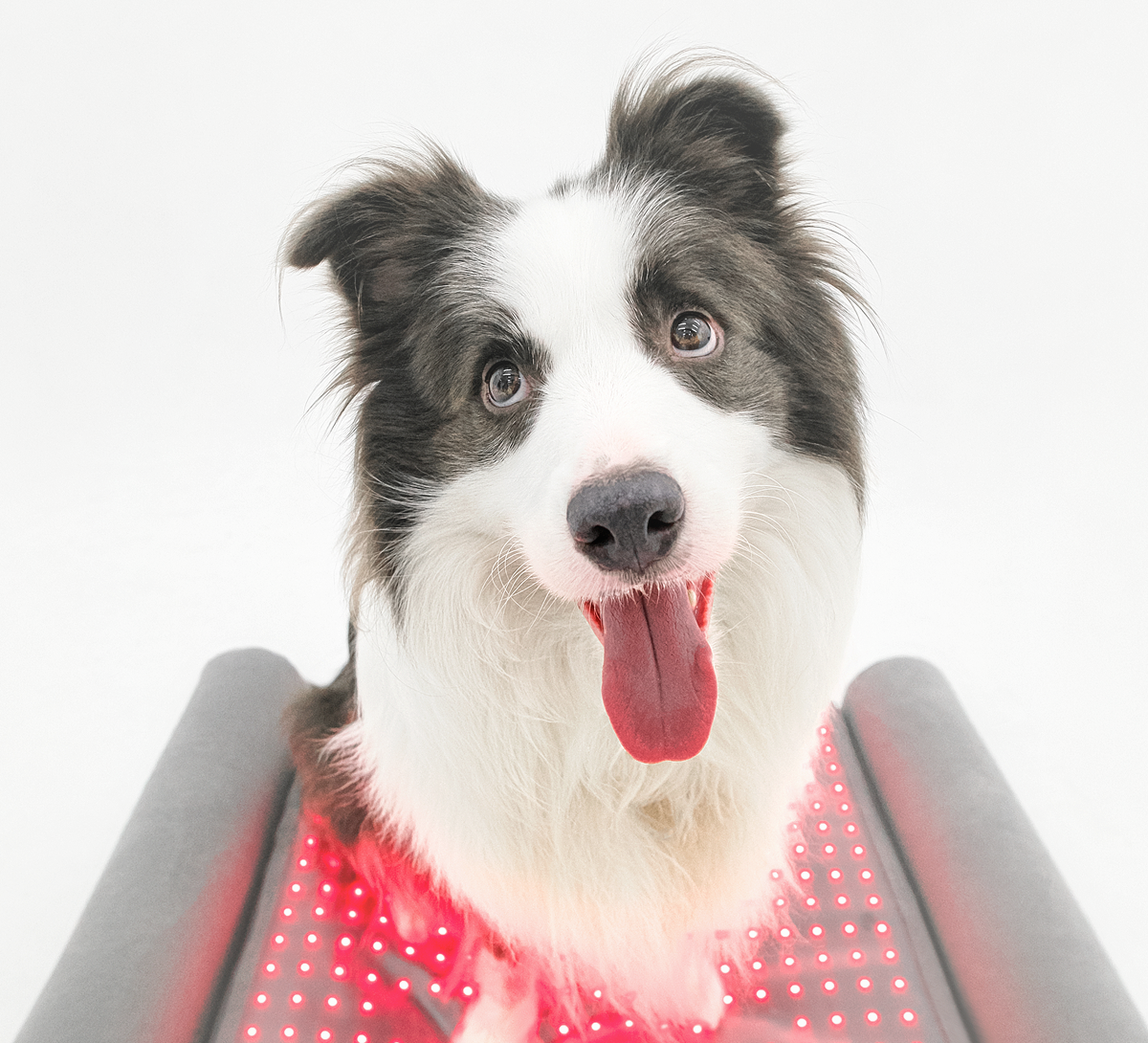 Buddie Pet therapy Happy Pack 8