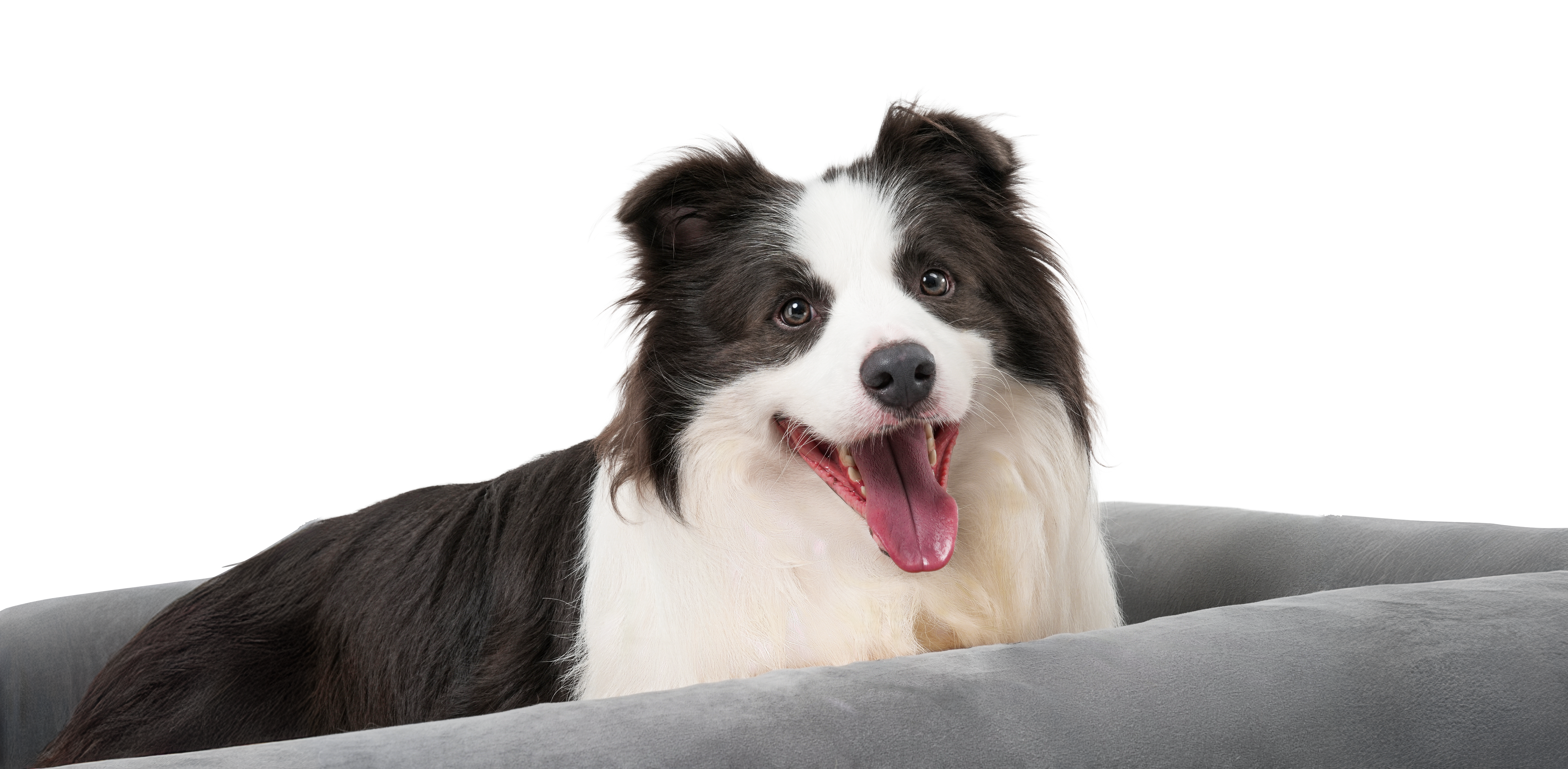 Buddie Pet therapy Dog Banner