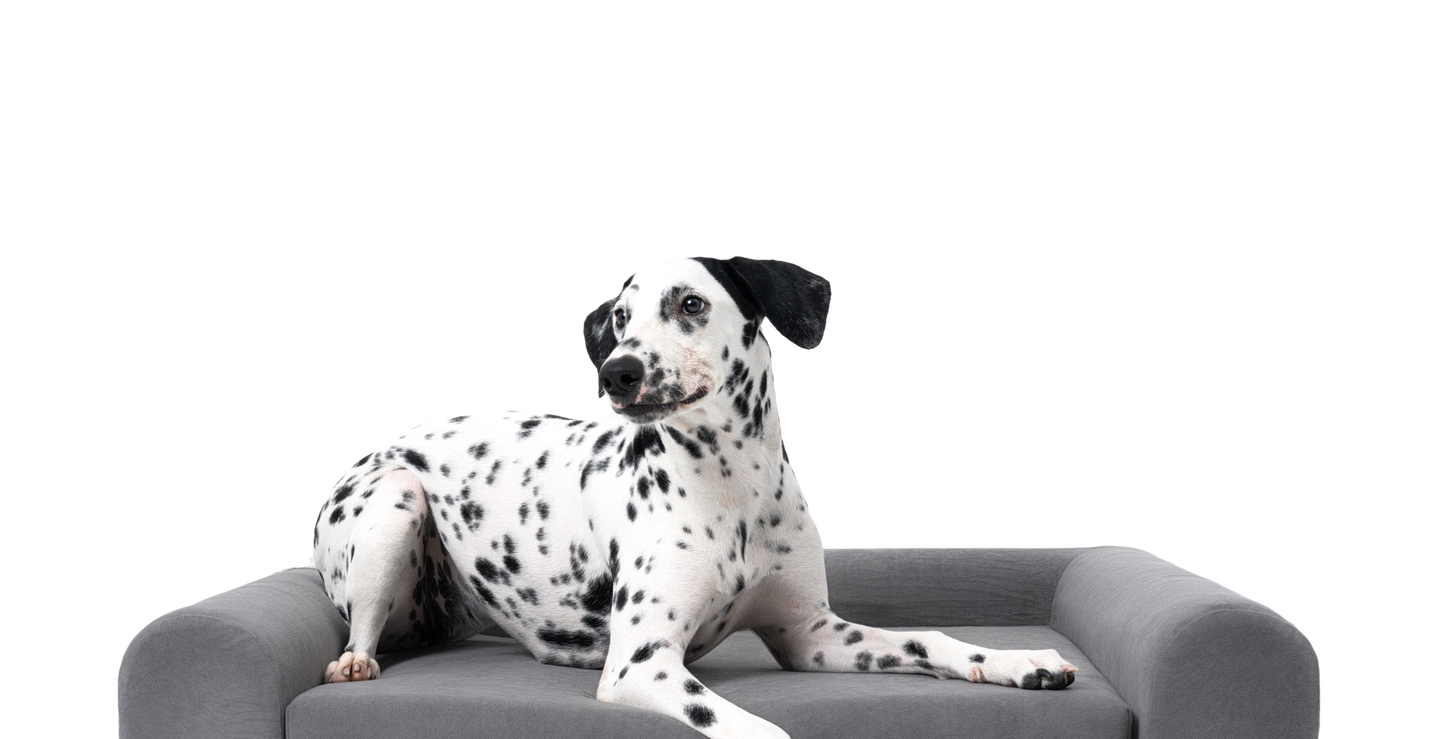 Happy Border Collie resting comfortably on a dog bed, demonstrating the comfort associated with the Buddie pet Therapy product.