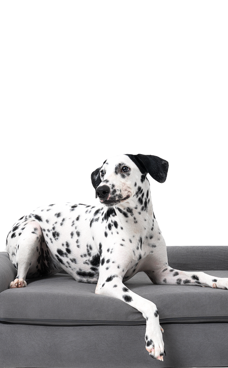 Happy Border Collie resting comfortably on a dog bed, demonstrating the comfort associated with the Buddié Red Light Therapy product.