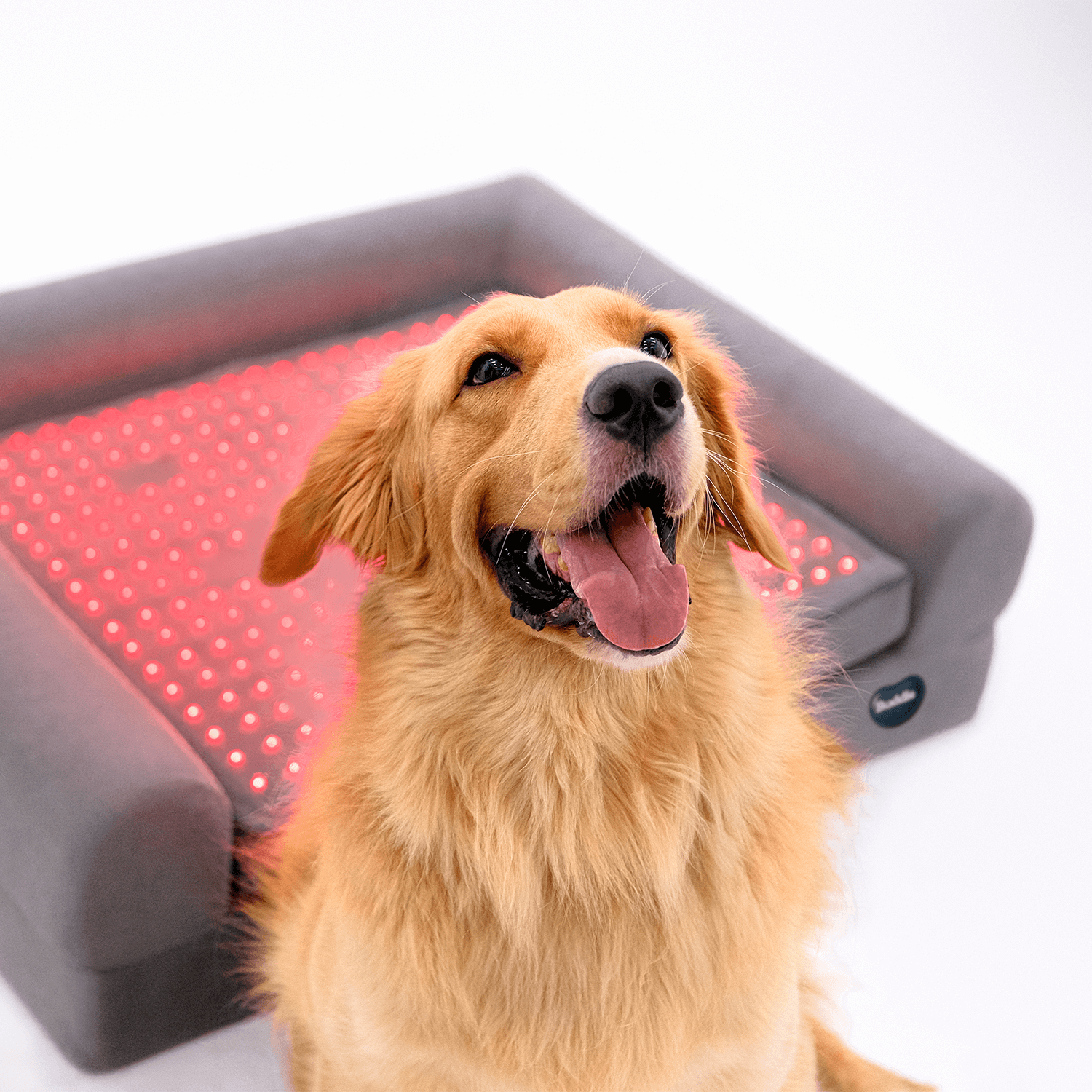 Buddie Pet therapy dog light therapy