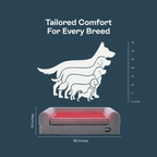 Buddie Pet Therapy heated dog bed for pain relief, showing size comparison for small, medium, and large dog breeds. Bed dimensions are 36 inches long and 13 inches high.