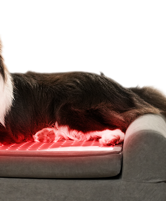  Buddie Pet therapy maintain joint health and flexibility