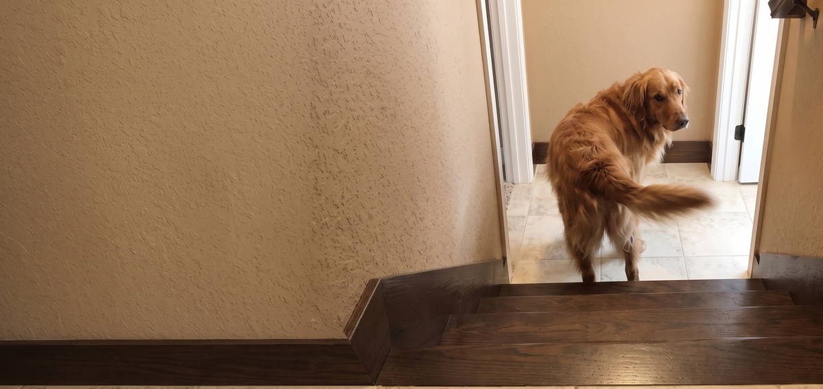 Buddie Therapy A golden retriever dog is standing on a tiled floor in a doorway above dark wood stairs, looking off-camera. The room has beige walls and white trim.