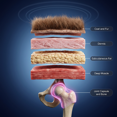 Buddie Therapy Diagram of anatomical tissue and muscle layers with bone structure.