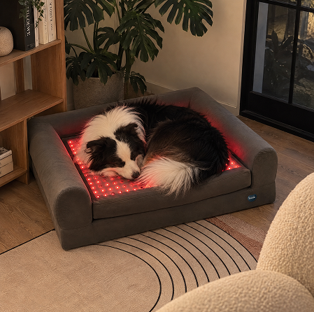 Buddie Therapy A cute Border Collie curled up and sleeping on a therapeutic buddie light therapy dog bed in a cozy living room.