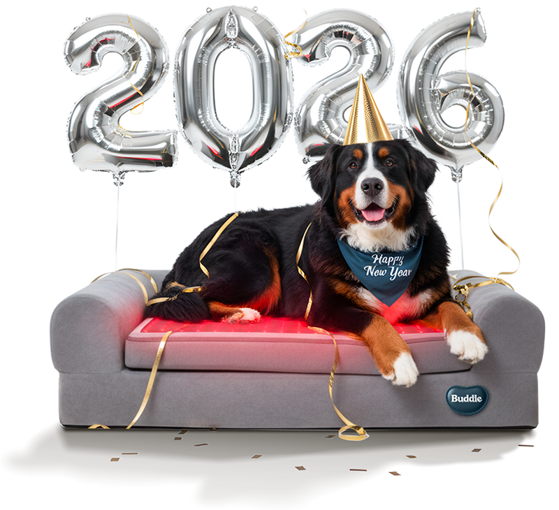 Dog relaxing on Buddie™ Therapy Bed with red light and PEMF therapy, celebrating New Year 2026, helping relieve winter joint stiffness, dog arthritis, and cold weather mobility issues