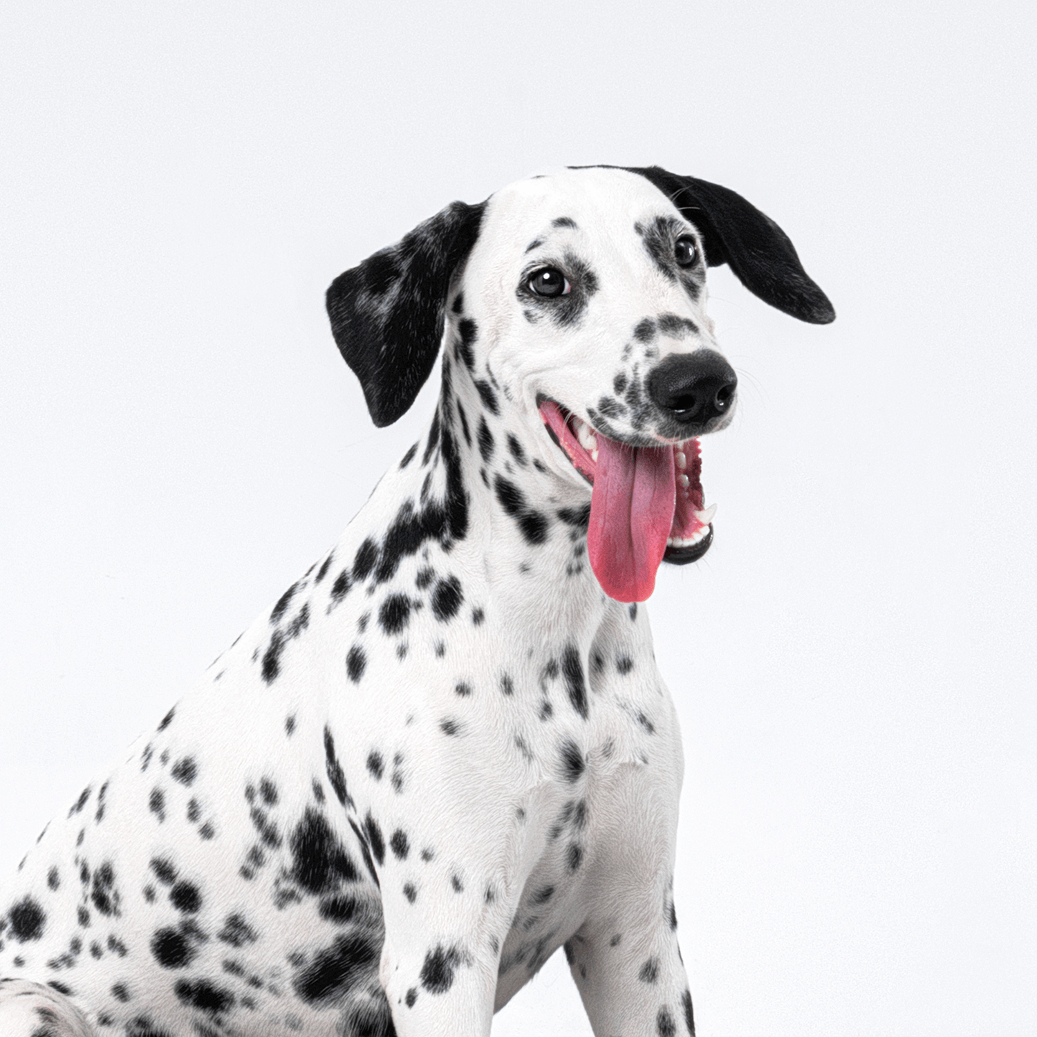 Happy Dalmatian Companion for Pet Therapy | Buddie Pet Therapy