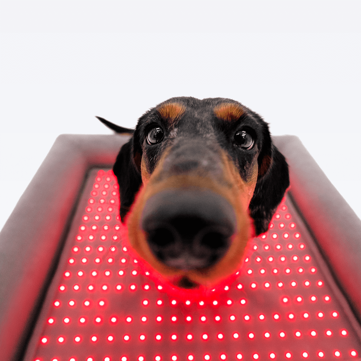 Dachshund Using Red Light Mat for Therapeutic Healing | Buddie Pet Therapy