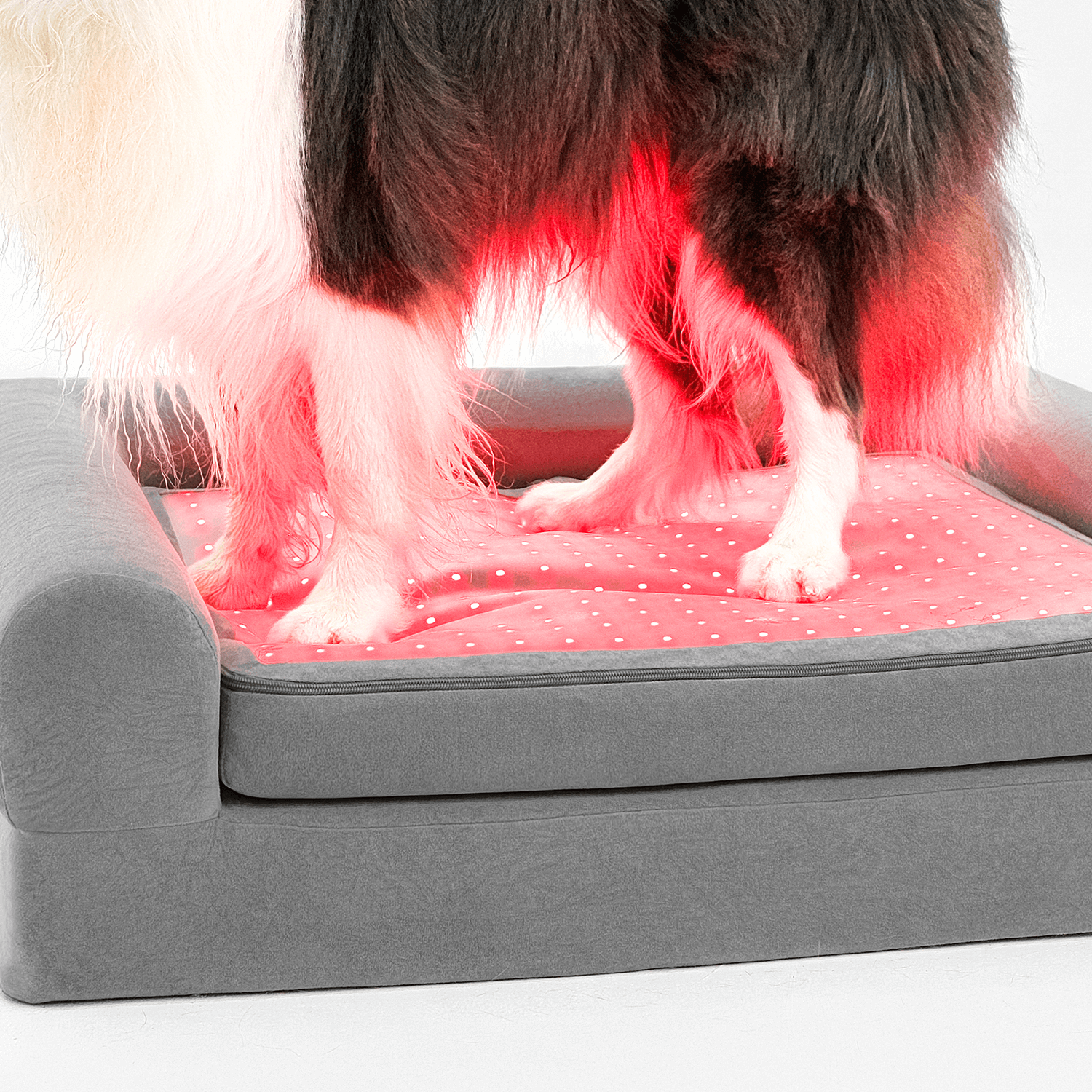 Dog standing on a red light therapy mat/bed for joint pain relief and therapeutic healing, as part of a home pet therapy routine.