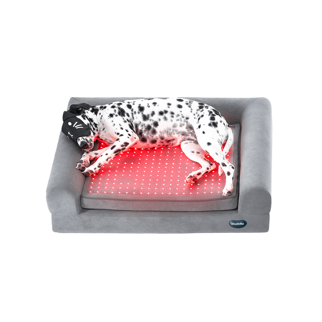 Dalmatian dog using buddie pet therapy red light mat for muscle and joint comfort