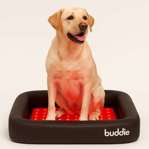 Buddie Red Light + PEMF Bed – The World’s First Healing Bed for Dogs