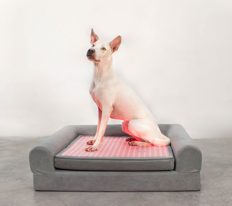 Laws For Paws Vietnam - Image 8