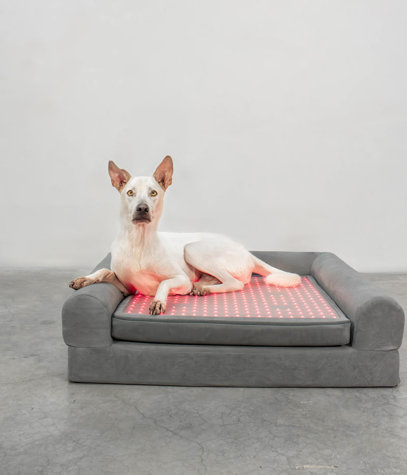 Laws For Paws Vietnam - Image 7