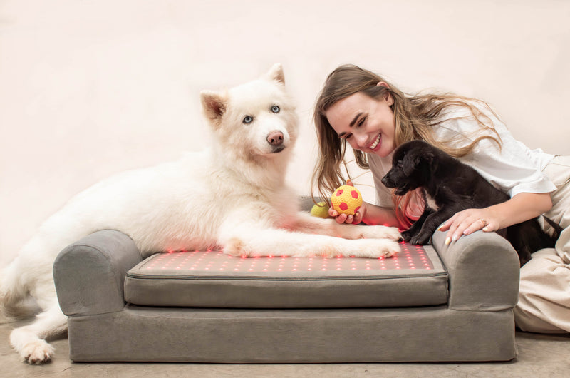Laws For Paws Vietnam - Image 12