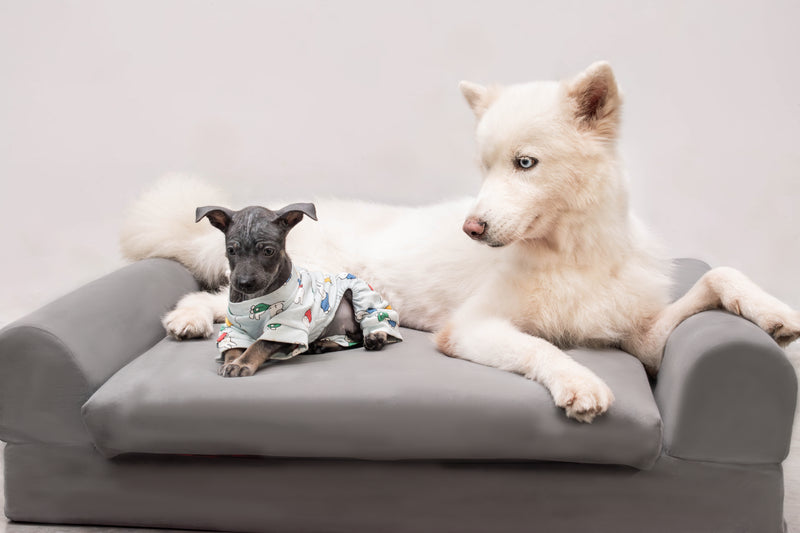 Laws For Paws Vietnam - Image 3