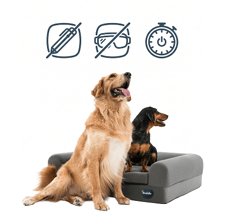 A large Golden Retriever and a small Dachshund sitting together, looking up, next to a therapeutic buddie light therapy dog bed. Three icons representing features (perhaps pen, safety glasses, timer) are visible in the white space above them