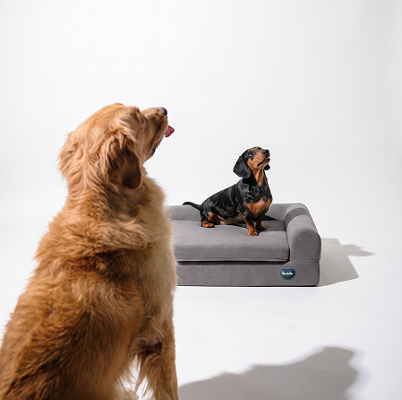 A large Golden Retriever dog sits in the foreground, looking up and to the right at a small Dachshund standing attentively on a therapeutic buddie light therapy dog bed. Both dogs are in a minimalist white studio setting
