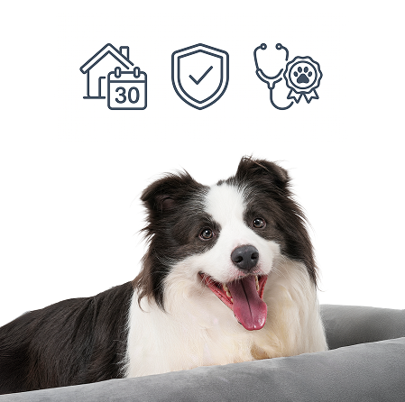 A smiling Border Collie dog lies comfortably on a therapeutic buddie light therapy bed in a minimalist studio setting. Above the dog are three line-art icons representing features: a house with a '30' (for days), a shield with a checkmark (for safety/guarantee), and a stethoscope with a paw print