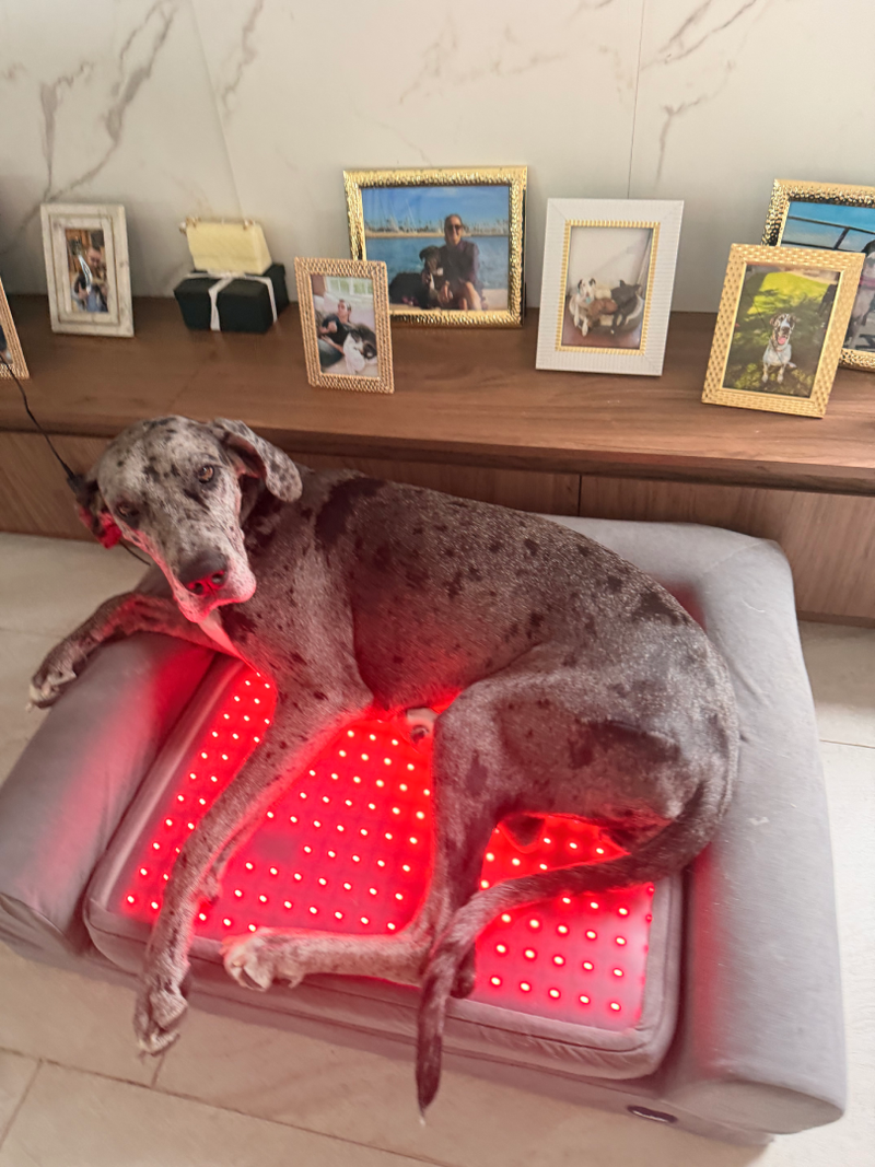 Goodest - Great Dane Rescue - Image 1