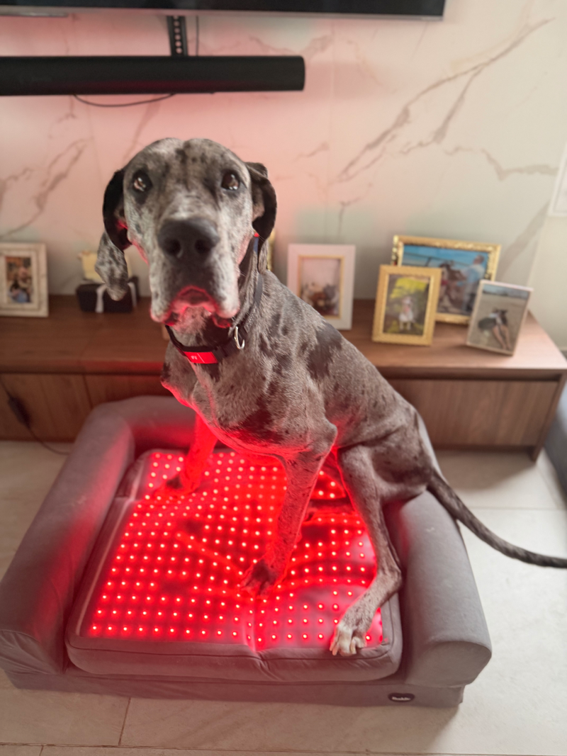 Goodest - Great Dane Rescue - Image 2