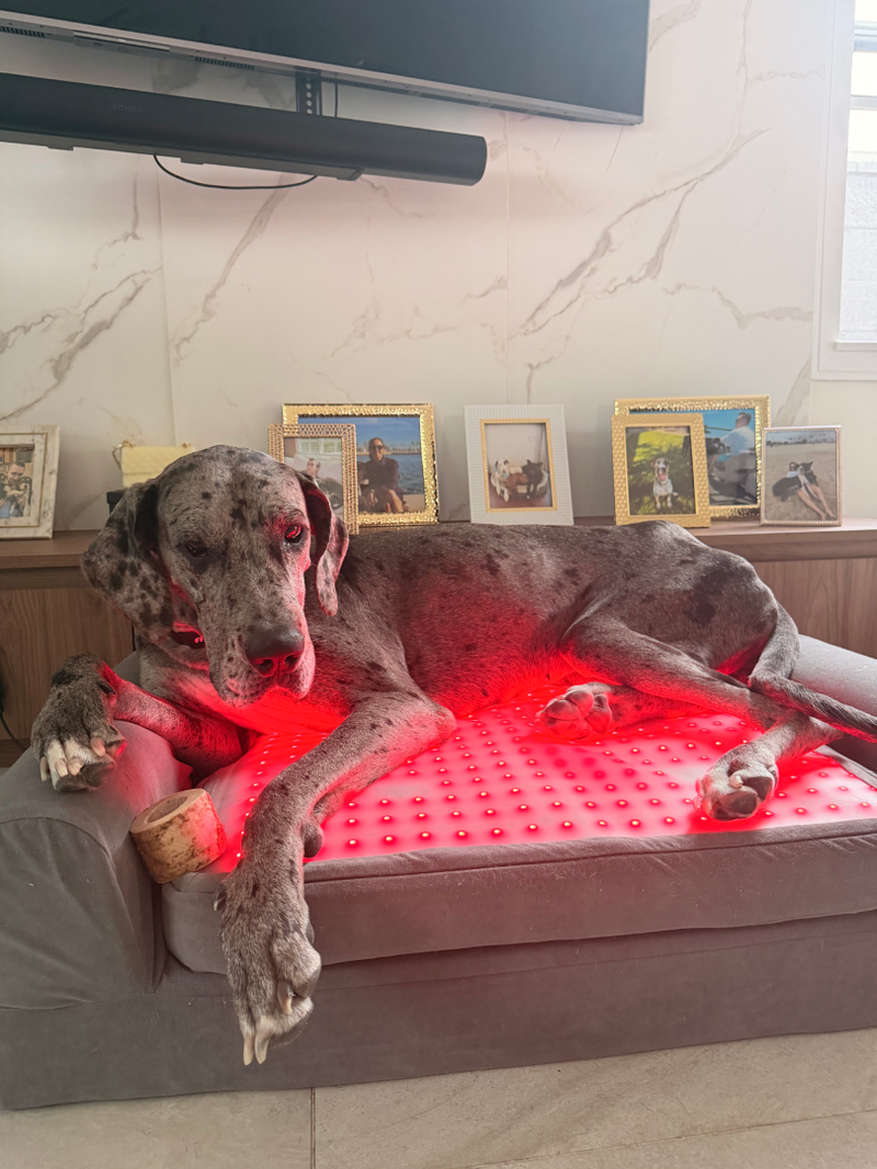 Goodest - Great Dane Rescue - Image 3