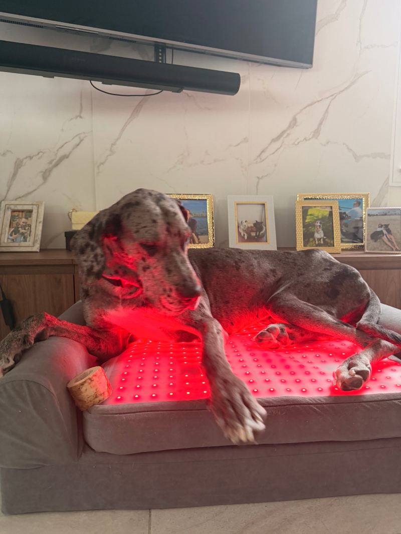 Goodest - Great Dane Rescue - Image 4