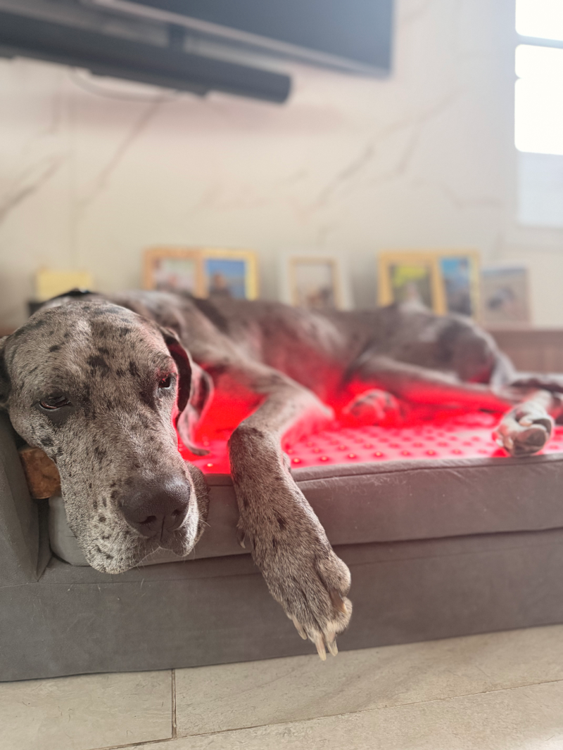 Goodest - Great Dane Rescue - Image 5