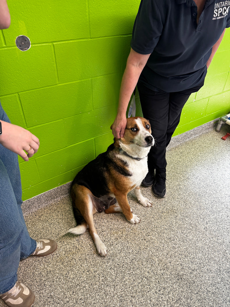 Ontario SPCA York Region Animal Centre - Image 3