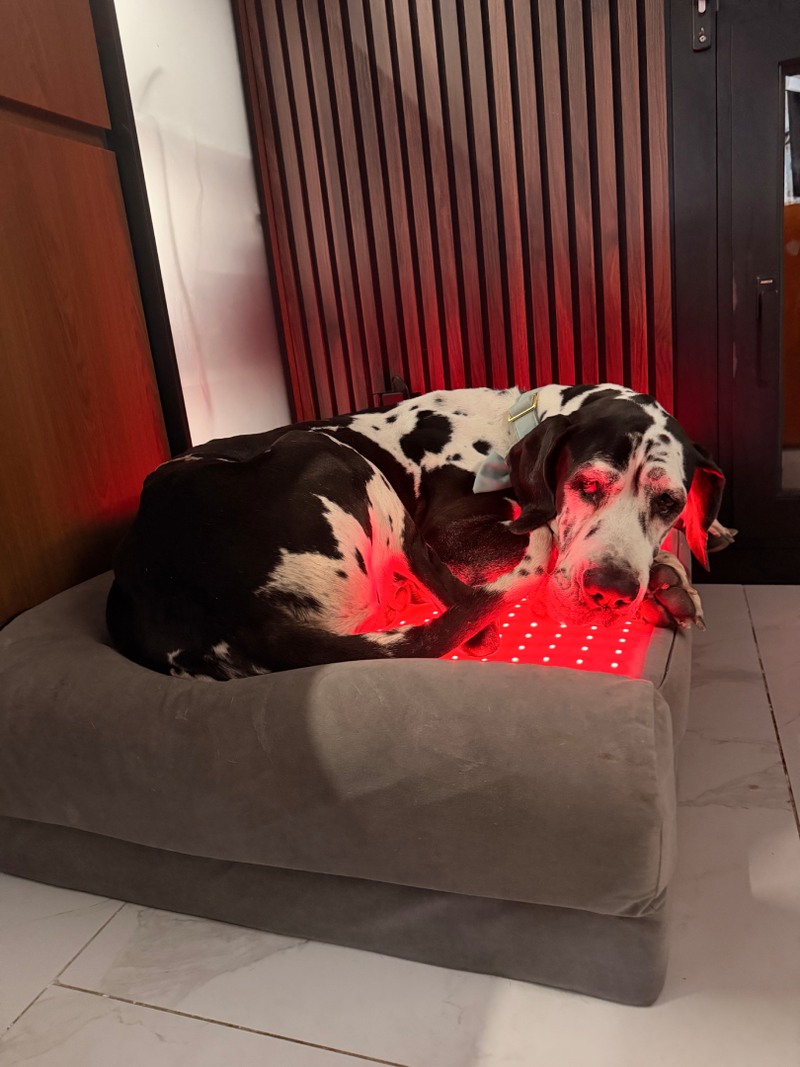 Goodest - Great Dane Rescue - Image 6