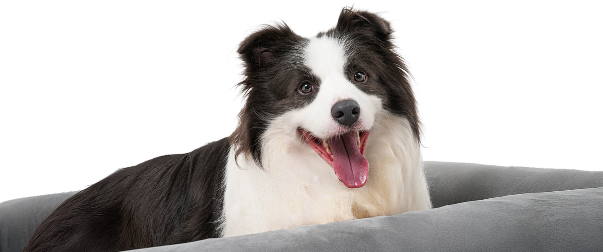 Dog on Beddie Pet Therapy Bed