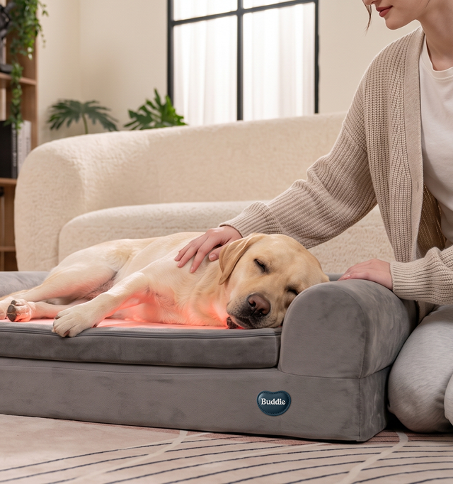 A woman gently rests her hand on a sleeping Labrador Retriever dog as it lies on a therapeutic buddie light therapy bed inside a modern living room