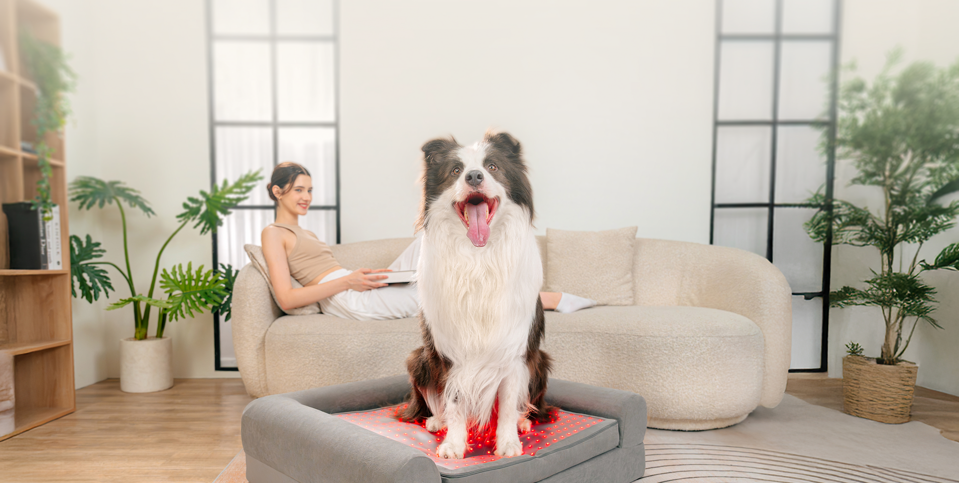 A Dalmatian resting on a Beddie therapeutic mat with a digital skeletal overlay highlighting red light penetration for elbow and hock joint recovery.