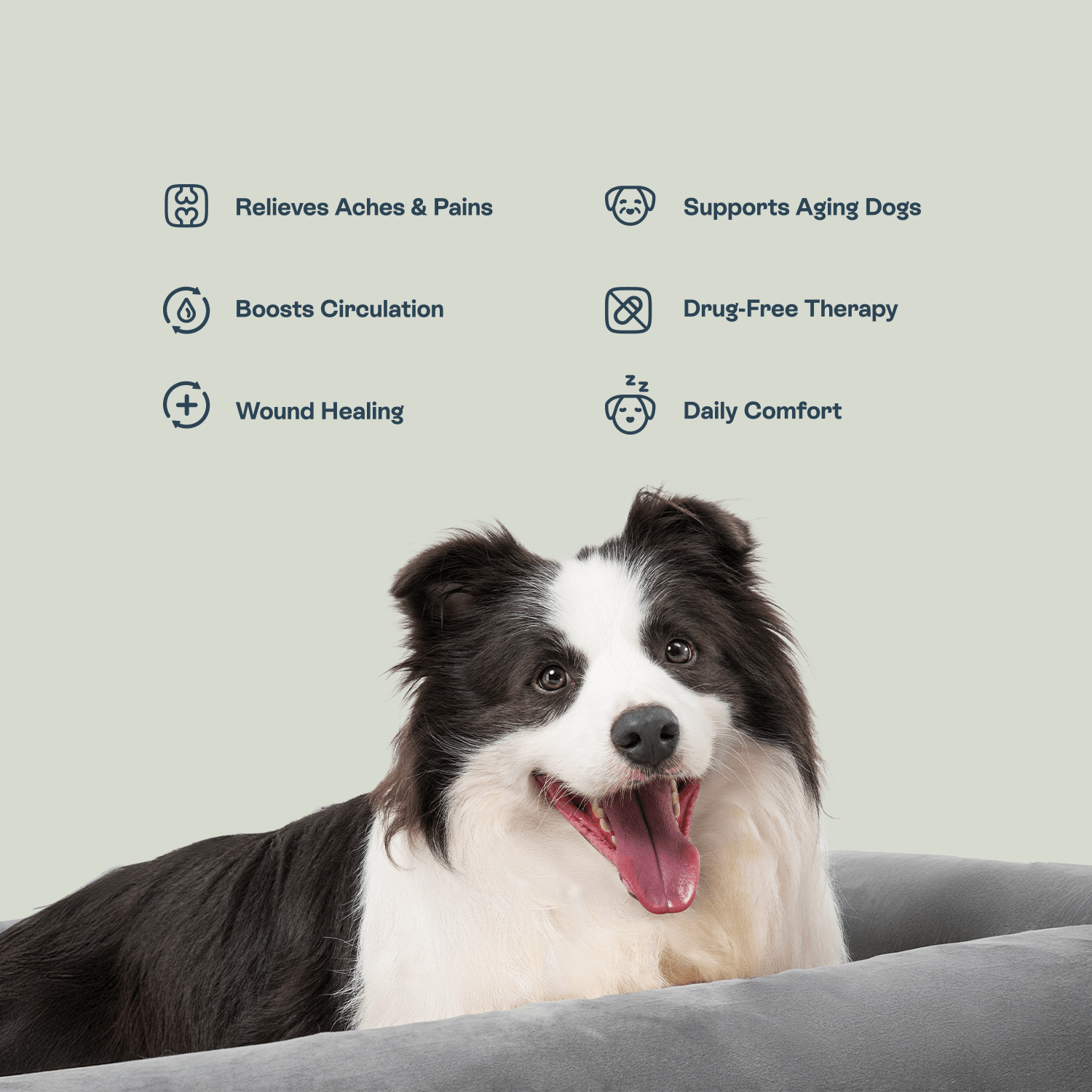 Border Collie dog resting on Beddie pet therapy bed showing benefits: relieves aches and pains, boosts circulation, wound healing, supports aging dogs, drug-free therapy, and daily comfort